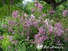 Alyva mejerio ,Bloomerang Dark Purple' (lot. Syringa meyeri)